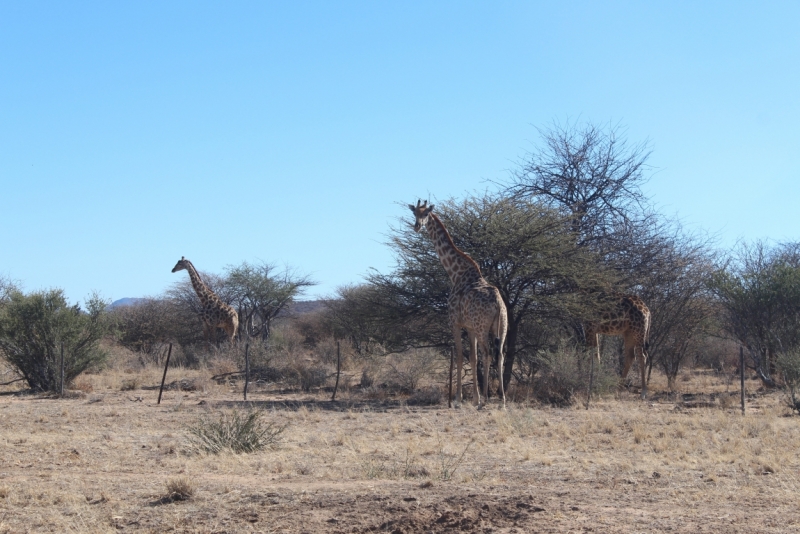 Намибия. 2 поездки: Зима и Лето. В какое время лучше ехать?