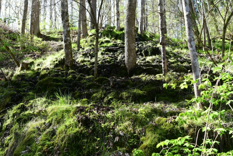 Шварцвальд на 15 дней, или дежавю.. и что из этого вышло..