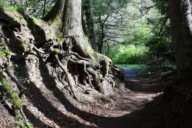 Шварцвальд на 15 дней, или дежавю.. и что из этого вышло..