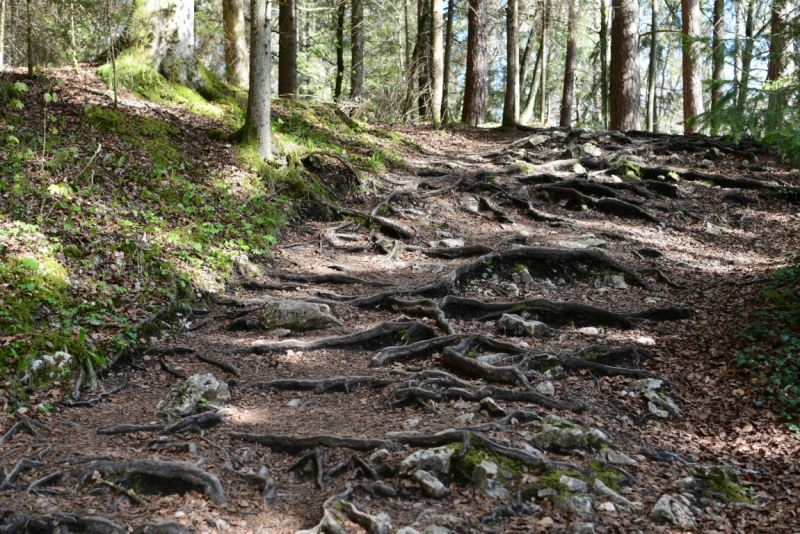 Шварцвальд на 15 дней, или дежавю.. и что из этого вышло..