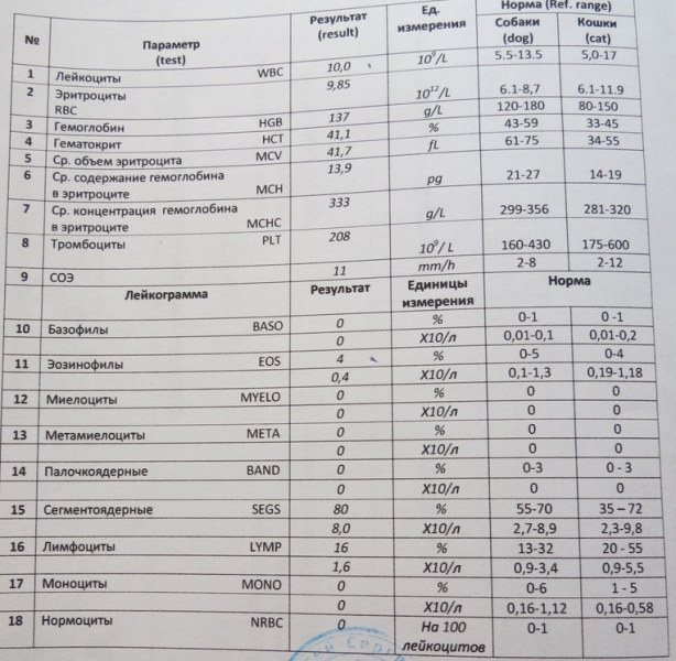 Кошки в нашей жизни. Кошки и все, что с ними связано.