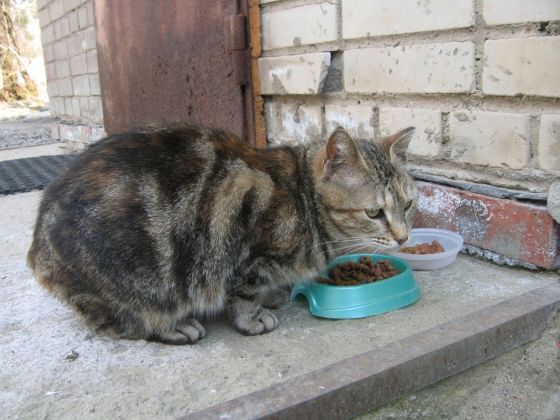 Кошки в нашей жизни. Кошки и все, что с ними связано.