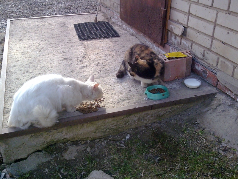 Кошки в нашей жизни. Кошки и все, что с ними связано.