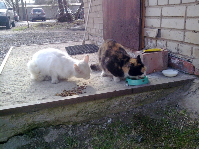 Кошки в нашей жизни. Кошки и все, что с ними связано.