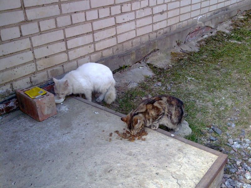 Кошки в нашей жизни. Кошки и все, что с ними связано.