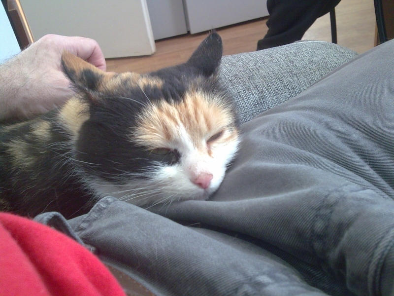 Кошки в нашей жизни. Кошки и все, что с ними связано.