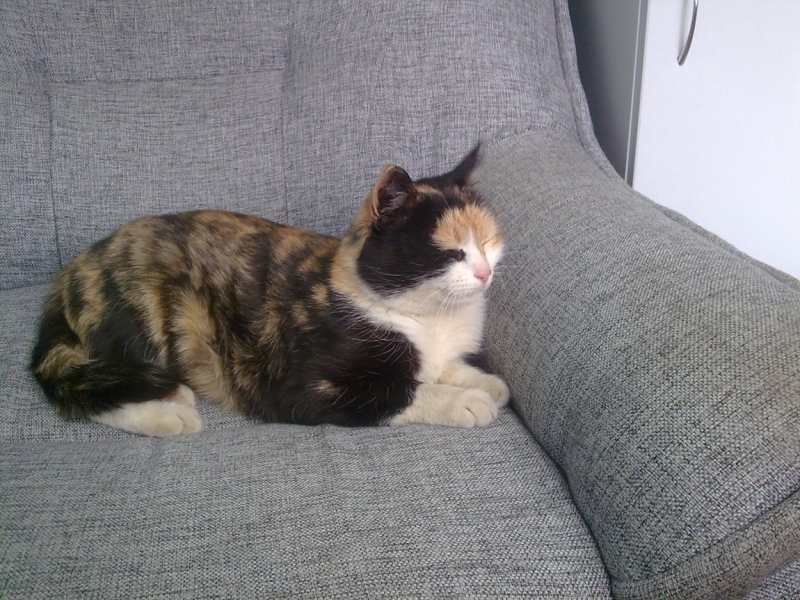 Кошки в нашей жизни. Кошки и все, что с ними связано.