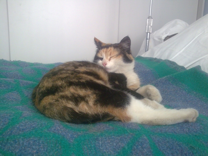 Кошки в нашей жизни. Кошки и все, что с ними связано.