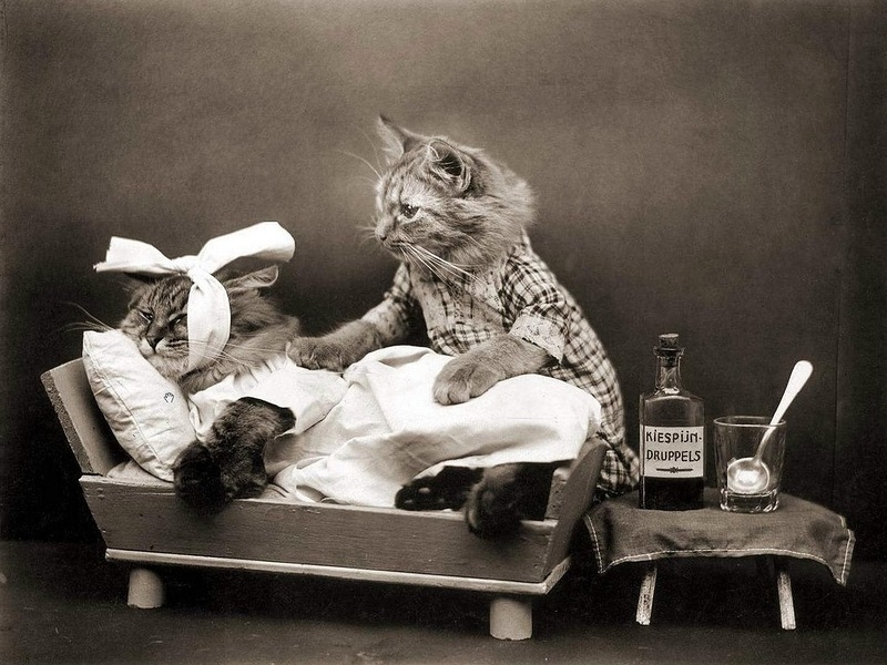 Кошки в нашей жизни. Кошки и все, что с ними связано.