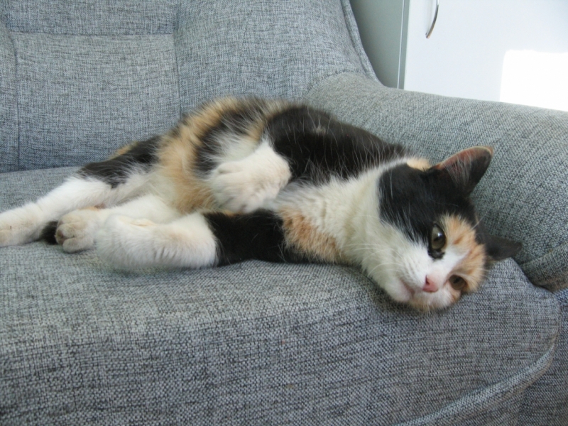 Кошки в нашей жизни. Кошки и все, что с ними связано.