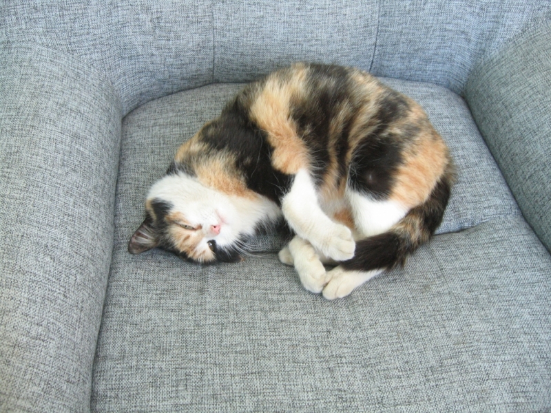 Кошки в нашей жизни. Кошки и все, что с ними связано.