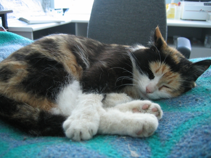 Кошки в нашей жизни. Кошки и все, что с ними связано.