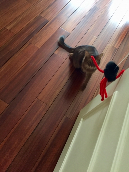 Кошки в нашей жизни. Кошки и все, что с ними связано.