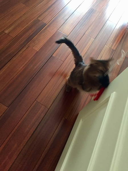 Кошки в нашей жизни. Кошки и все, что с ними связано.