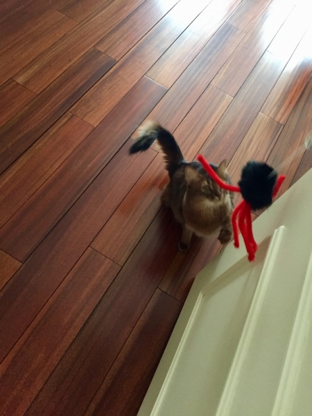 Кошки в нашей жизни. Кошки и все, что с ними связано.