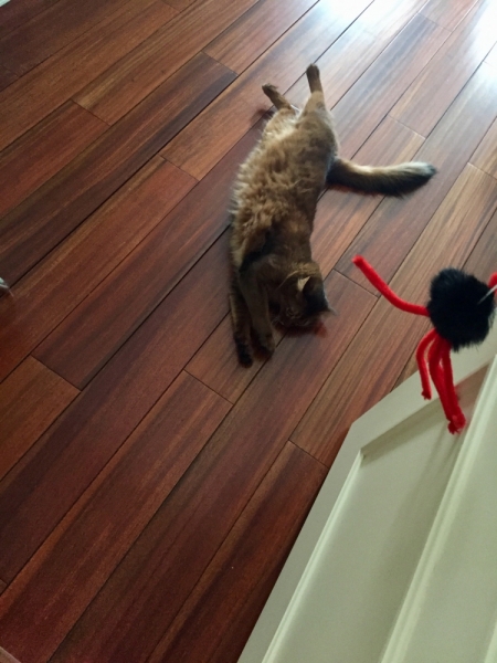 Кошки в нашей жизни. Кошки и все, что с ними связано.