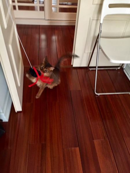 Кошки в нашей жизни. Кошки и все, что с ними связано.