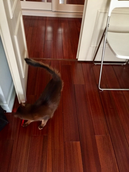 Кошки в нашей жизни. Кошки и все, что с ними связано.