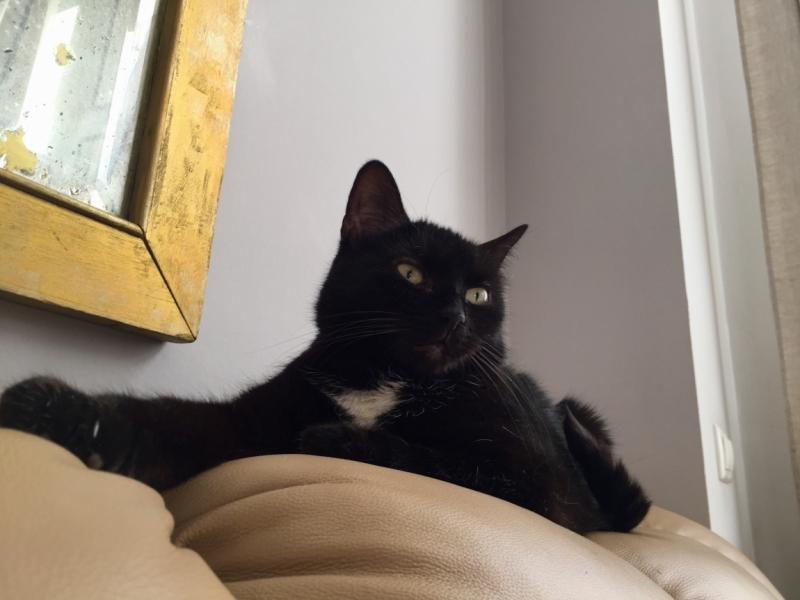 Кошки в нашей жизни. Кошки и все, что с ними связано.