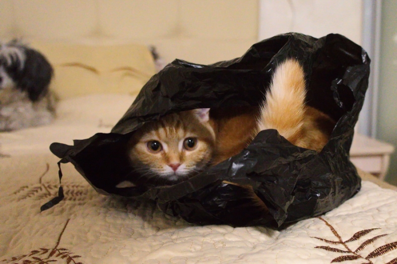 Кошки в нашей жизни. Кошки и все, что с ними связано.