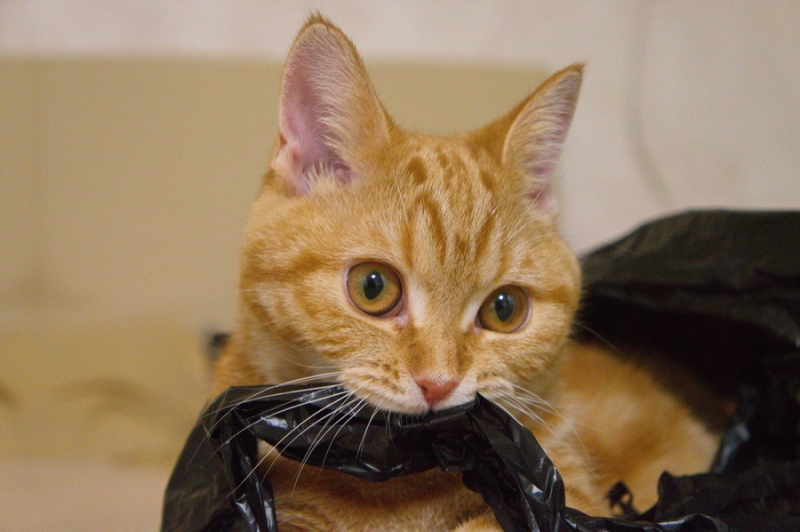 Кошки в нашей жизни. Кошки и все, что с ними связано.