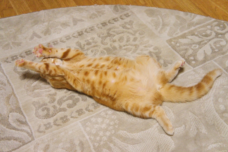 Кошки в нашей жизни. Кошки и все, что с ними связано.