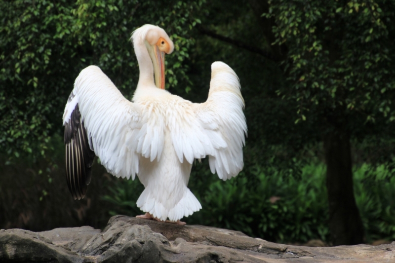 Фотографии птиц