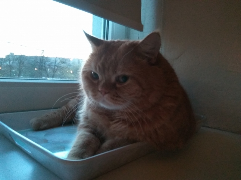 Кошки в нашей жизни. Кошки и все, что с ними связано.