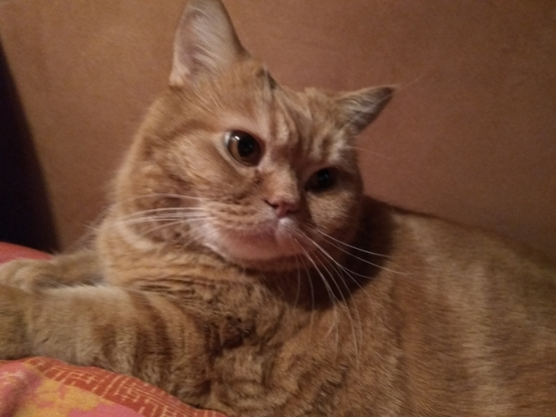 Кошки в нашей жизни. Кошки и все, что с ними связано.