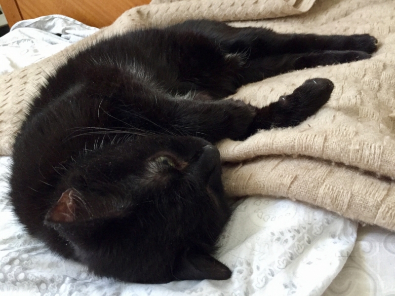 Кошки в нашей жизни. Кошки и все, что с ними связано.