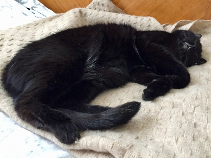 Кошки в нашей жизни. Кошки и все, что с ними связано.