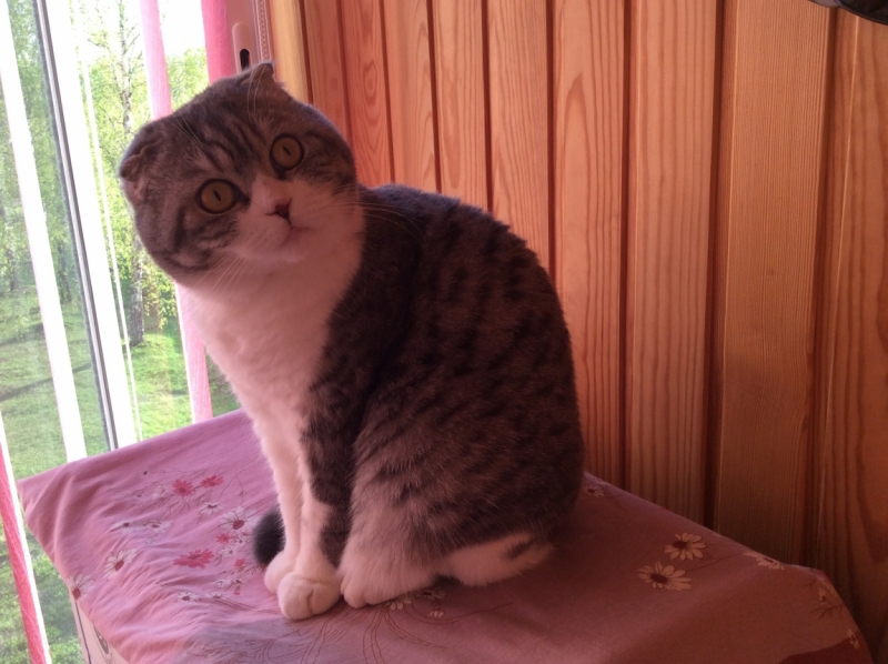 Кошки в нашей жизни. Кошки и все, что с ними связано.