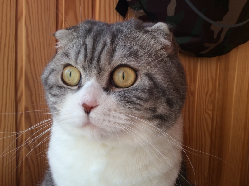 Кошки в нашей жизни. Кошки и все, что с ними связано.