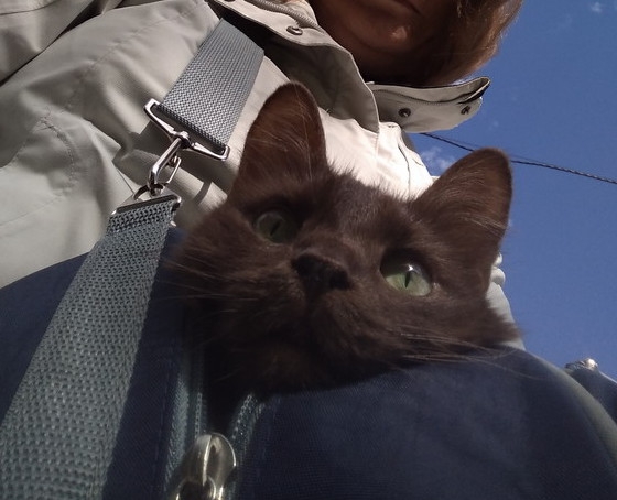 Кошки в нашей жизни. Кошки и все, что с ними связано.