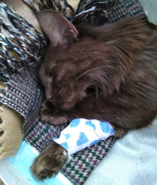 Кошки в нашей жизни. Кошки и все, что с ними связано.