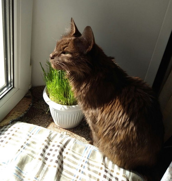 Кошки в нашей жизни. Кошки и все, что с ними связано.