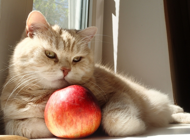 Кошки в нашей жизни. Кошки и все, что с ними связано.
