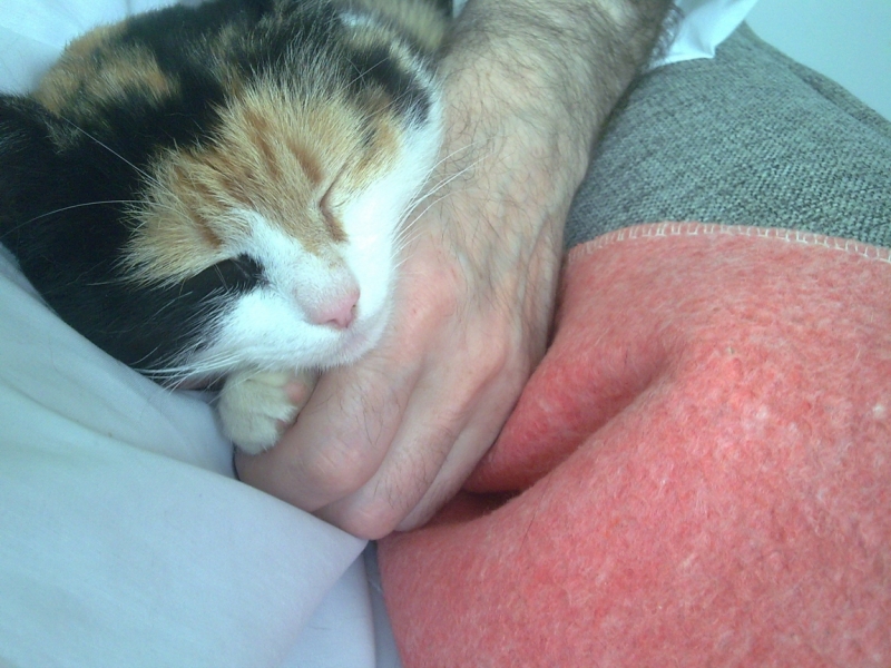 Кошки в нашей жизни. Кошки и все, что с ними связано.