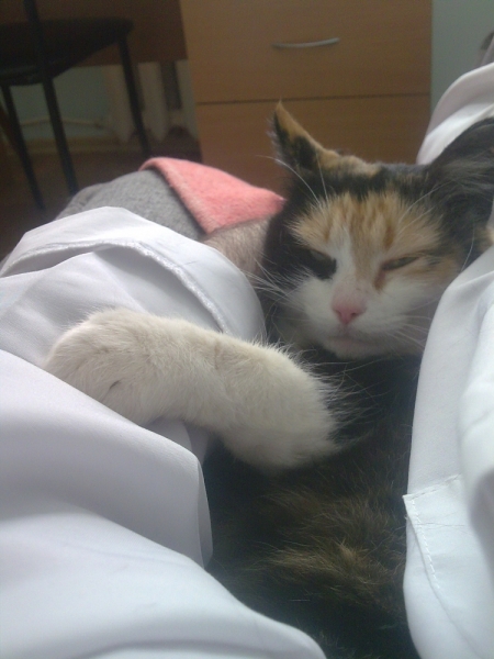 Кошки в нашей жизни. Кошки и все, что с ними связано.