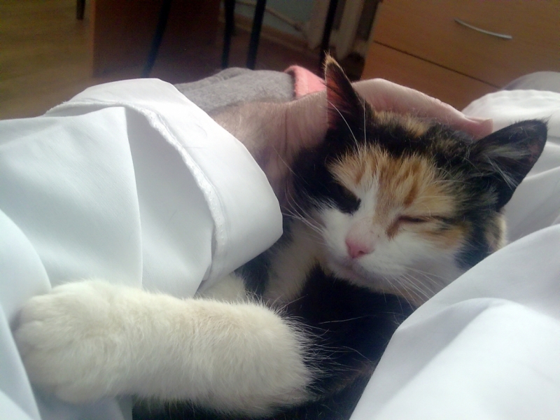 Кошки в нашей жизни. Кошки и все, что с ними связано.