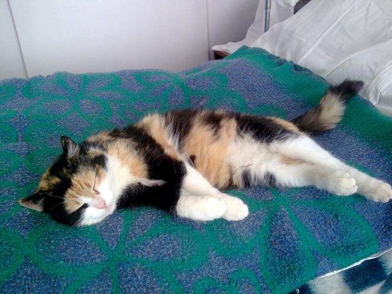 Кошки в нашей жизни. Кошки и все, что с ними связано.