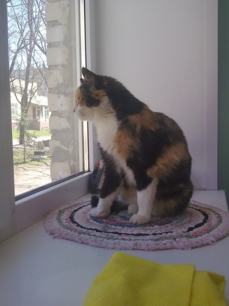 Кошки в нашей жизни. Кошки и все, что с ними связано.