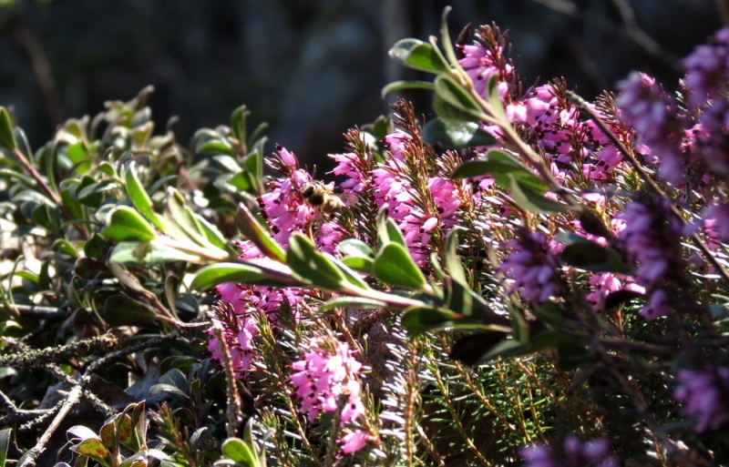 Случайная Италия. Просто погулять. Бергамо-Больцано-Брешиа, март 2017.