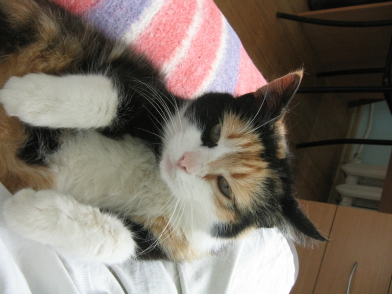 Кошки в нашей жизни. Кошки и все, что с ними связано.