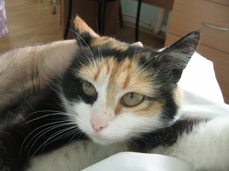 Кошки в нашей жизни. Кошки и все, что с ними связано.