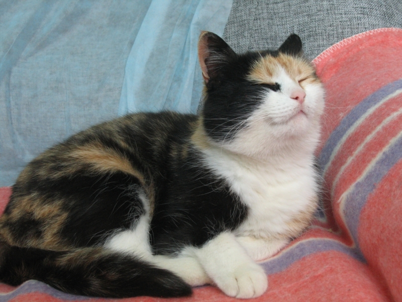 Кошки в нашей жизни. Кошки и все, что с ними связано.