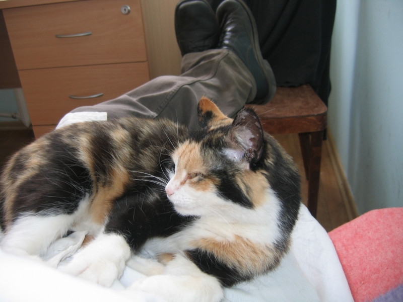 Кошки в нашей жизни. Кошки и все, что с ними связано.