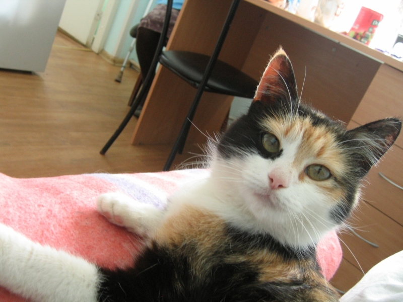 Кошки в нашей жизни. Кошки и все, что с ними связано.