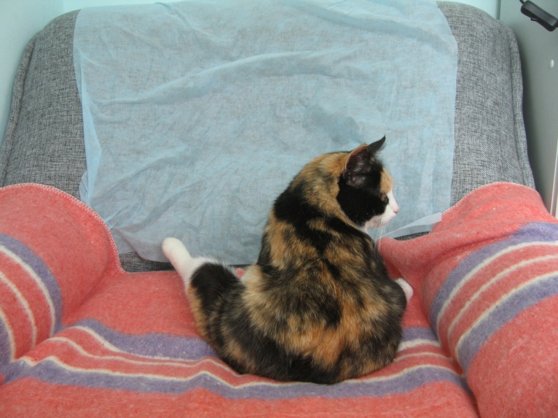 Кошки в нашей жизни. Кошки и все, что с ними связано.