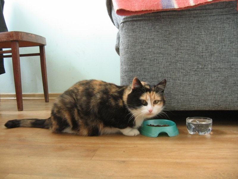 Кошки в нашей жизни. Кошки и все, что с ними связано.